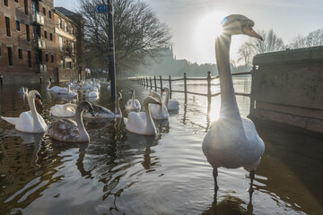 Swans on a flooded river