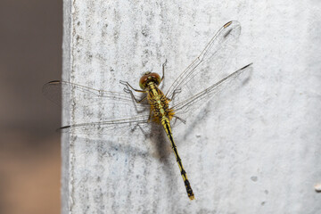 Close-up shot of a dragonfly resting on a wall surface.