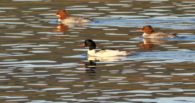 commen merganser or goosander (male and female) on the lake