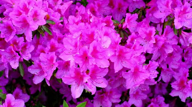 A vibrant close-up background featuring a dense cluster of blooming pink azalea flowers covered in fresh water droplets.