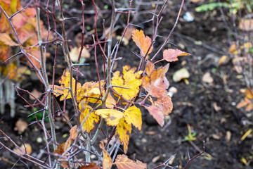 Rustic garden setting featuring leaf decay and overcast light shining through branches
