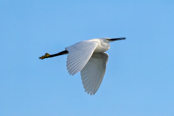Little Egret (Egretta garzetta) - Common in coastal wetlands estuaries and salt marshes of Europe