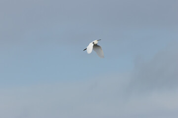 Little Egret (Egretta garzetta) - Common in coastal wetlands estuaries and salt marshes of Europe
