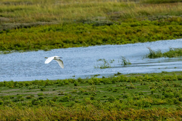 Little Egret (Egretta garzetta) - Common in coastal wetlands estuaries and salt marshes of Europe