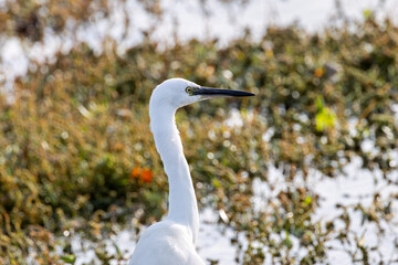 Little Egret (Egretta garzetta) - Common in coastal wetlands estuaries and salt marshes of Europe