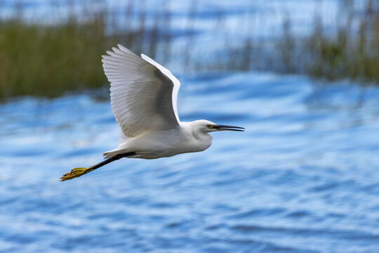 Little Egret (Egretta garzetta) - Common in coastal wetlands estuaries and salt marshes of Europe