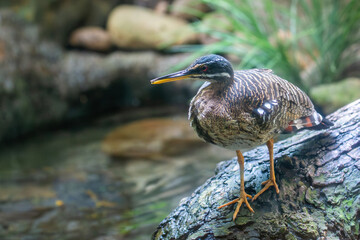Sunbittern (Eurypyga helias) - Most common in tropical forests near water in Central and South America