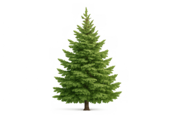 Green spruce tree with a conical shape, an evergreen coniferous plant for winter, christmas, and nature themes, transparent background