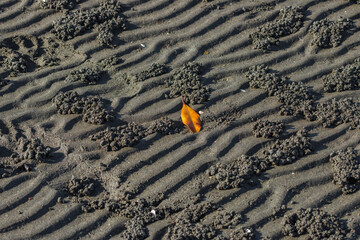 This is a high-resolution, close-up photo of tightly packed sand balls made by foraging crabs. The...