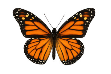 Obraz premium Monarch butterfly displaying vibrant orange and black wings with white spots, isolated with a transparent background