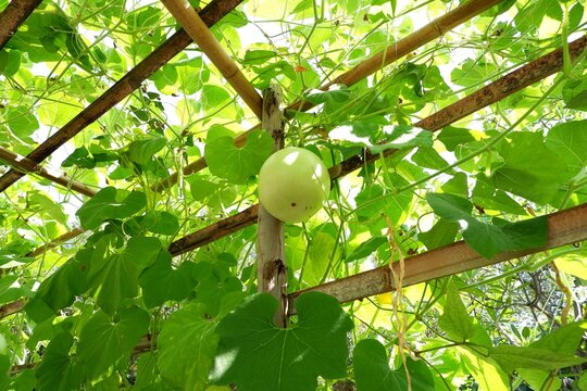 Fresh Winter Melon Hanging from Plant &ndash; Benincasa hispida