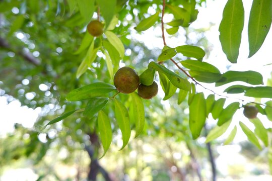 Diospyros malabarica fruit on tree