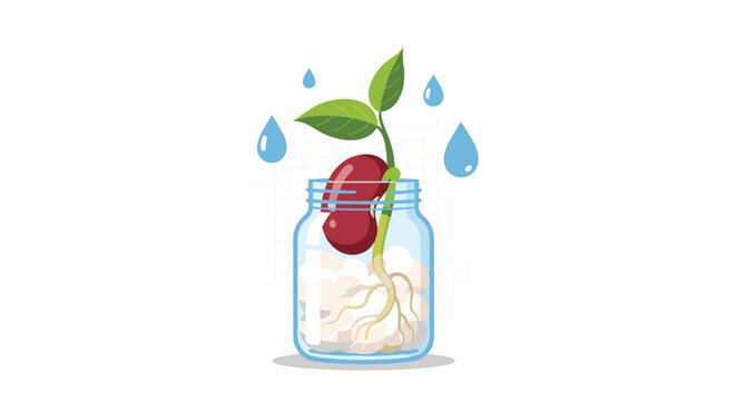 Simple biology experiment showing a bean seed germinating in a glass jar with cotton, illustrating the process of plant growth.