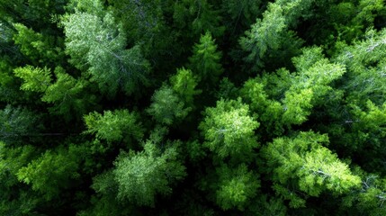 A captivating top view revealing a dense canopy of majestic pine trees, showcasing the lush greenery and texture that embodies the spirit of nature.