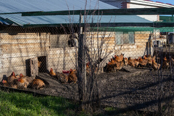 Chickens grazing in muddy farmyard, free range hens exploring rural poultry coop enclosure on a...