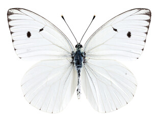 Stunning White Butterfly on Black Background- High-Resolution Image on Transparent ba