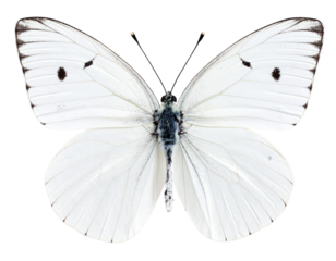 Stunning White Butterfly on Black Background- High-Resolution Image on Transparent ba