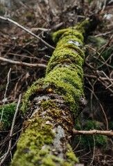 Fototapeta premium Moss on tree roots