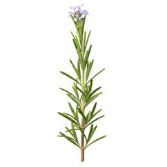 Fototapeta premium Rosemary herb stem with green leaves and light purple flowers isolated on white background with stem detail