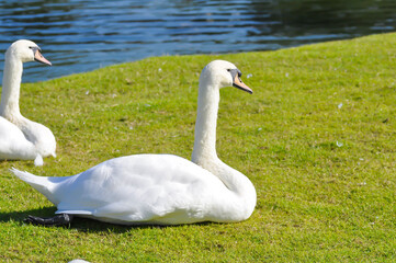 Swan or Cygnus ,Mute Swan or Cygnus olor or white swan