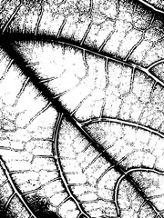 Dark silhouette of a man standing outdoors at night