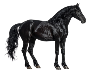 Black Horse Standing Side Profile, Isolated PNG