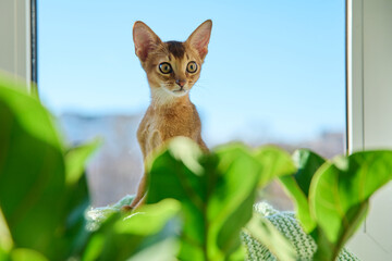 Portrait of wild colored Abyssinian cat, three month old kitten in a home