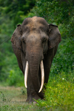 Wild Tusker - Sri Lankan elephant - Elephas maximus maximus