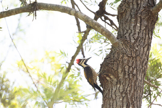 A beautiful Black rumped flameback woodpecker perched gracefully on a tree branch with contrast , blurred background with tree branches and leaves.