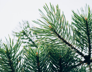 Fresh Evergreen Pine Branches Isolated on White Background with Natural Green Needles and Botanical Texture