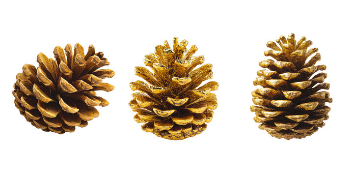 set of golden pine cones isolated on transparent background