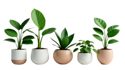 Three potted plants arranged together, showcasing different species and arrangements