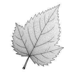 Detailed Black and White Illustration of a Single Birch Leaf.