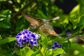 Allen's Hummingbird (Selasphorus sasin) Photo, In Flight, Feeding on a sky flower, (duranta erecta), on a Warm Summer Day in California