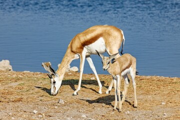 Springbock mit Jungtier