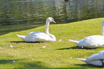 Swan or Cygnus ,Mute Swan or Cygnus olor or white swan