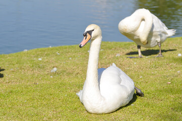 Swan or Cygnus ,Mute Swan or Cygnus olor or white swan
