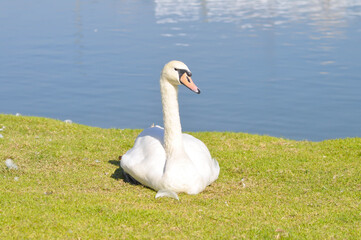 Swan or Cygnus ,Mute Swan or Cygnus olor or white swan