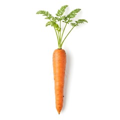 a fresh carrot isolated on white background