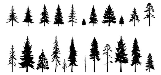 Pine tree silhouettes. Evergreen forest firs and spruces black shapes, wild nature trees templates. Vector woodland. Vector illustration woodland trees set. Transparent background SVG version.