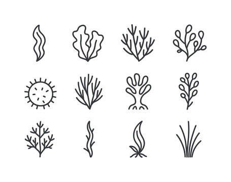 Tide Pool Icon Set. Tide pool plants and algae. Line icon set of