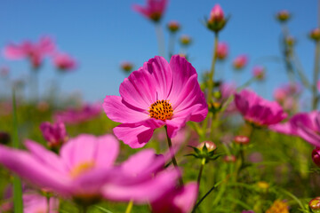 Obraz premium Pink cosmos flowers under a clear blue sky.