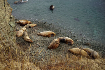 Wild Sea Lions of Petropavlovsk Kamchatsky Coast