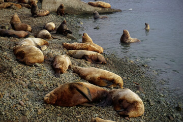 Wild Sea Lions of Petropavlovsk Kamchatsky Coast