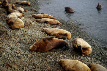 Wild Sea Lions of Petropavlovsk Kamchatsky Coast