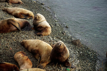 Wild Sea Lions of Petropavlovsk Kamchatsky Coast