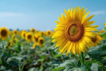 Obraz premium A vibrant sunflower in full bloom, dominating a field of similar flowers under a clear blue sky
