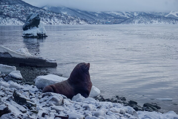 Wild Sea Lions of Petropavlovsk Kamchatsky Coast
