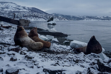 Wild Sea Lions of Petropavlovsk Kamchatsky Coast