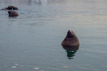 Wild Sea Lions of Petropavlovsk Kamchatsky Coast